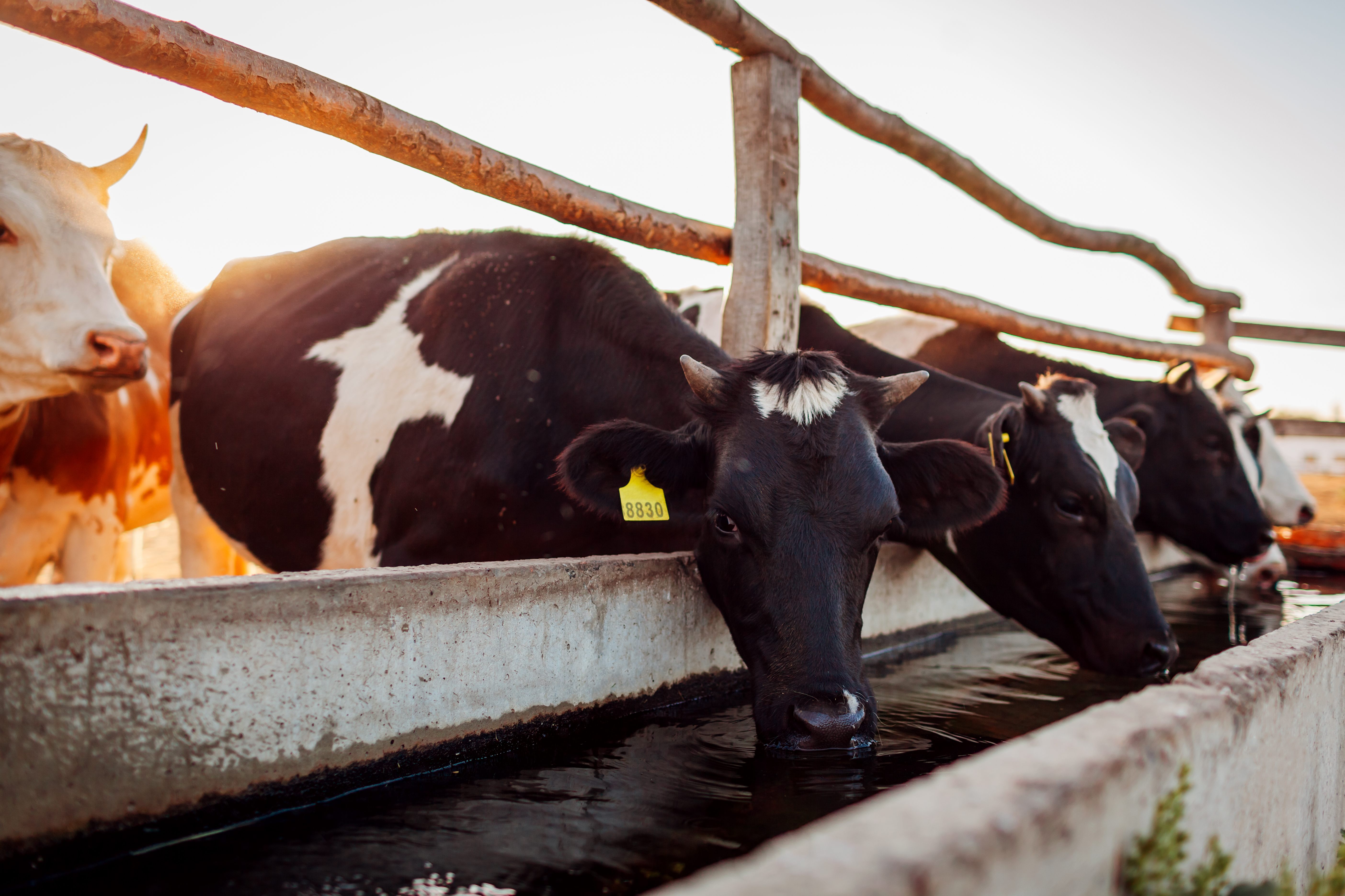 Atbilstoša ūdens apgāde govīm - karstuma stress - AR AGRO